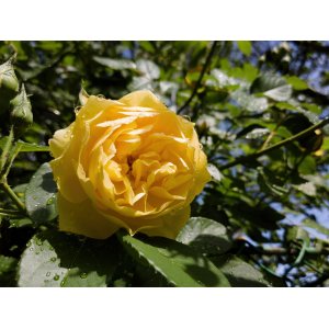 Ruža popínavá (Rosa climber) ´GOLDEN GATE´® - výška 130-160 cm, kont C5L